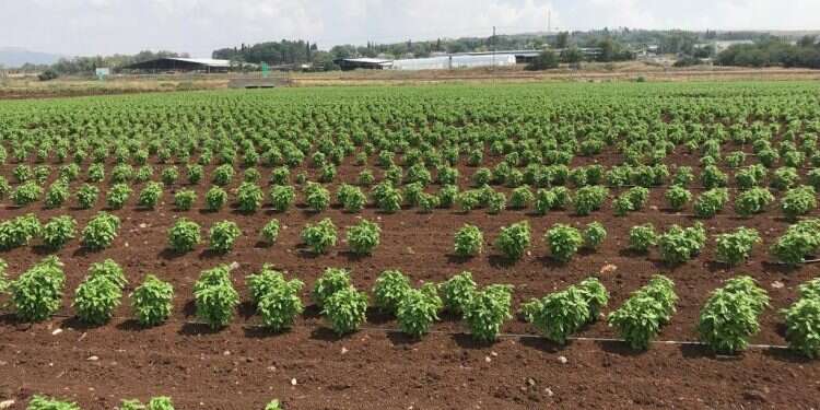 צילום: חברת זרעי ג'נסיס 2