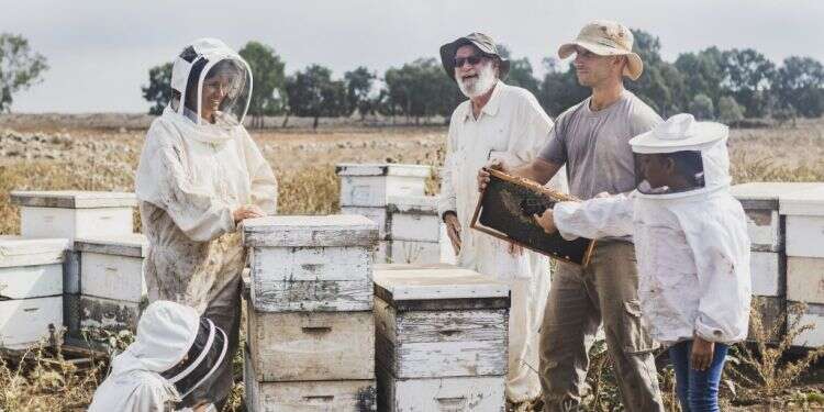 דבוראים בצפון. צילום: השומר החדש, תאיר מלכה צילום: השומר החדש, תאיר מלכה