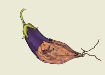 איור: שרון ארדיטי