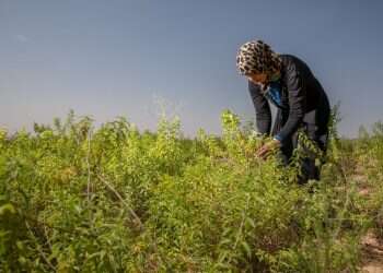 צילום: יוסי אלוני