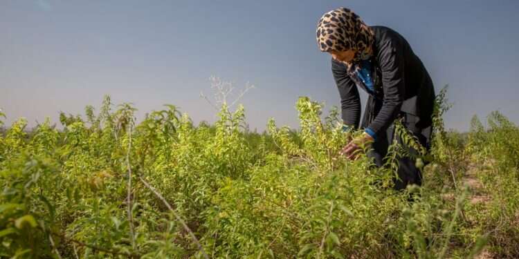 צילום: יוסי אלוני