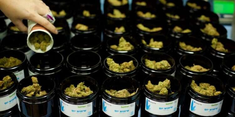 קנאביס רפואי. צילום: אריק סולטן צילום: אריק סולטן