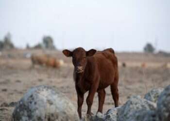צילום: גיל אליהו, ג'יני
