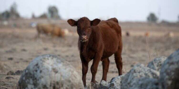 פרה אדומה. צילום: גיל אליהו, ג'יני צילום: גיל אליהו, ג'יני