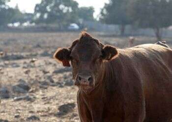 צילום: גיל אליהו, ג'יני