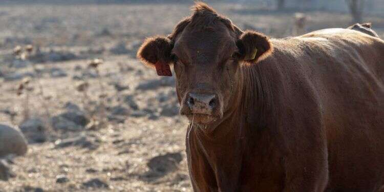 צילום: גיל אליהו, ג'יני