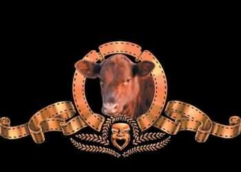 צילום: גיל אליהו, ג'יני