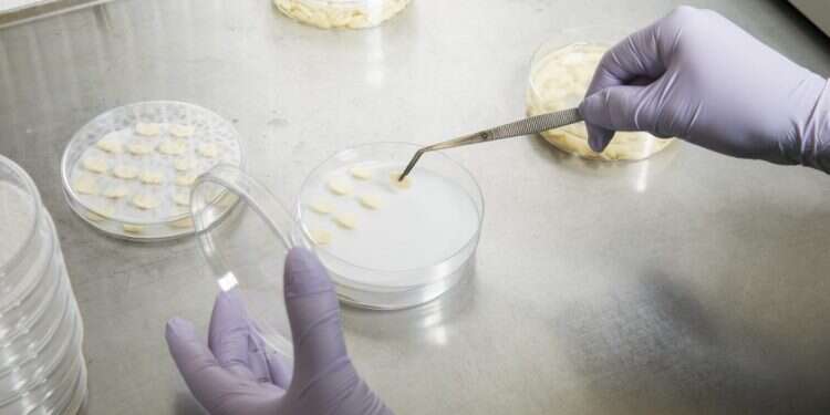 עיבוד דגימות מזון במעבדה של Calyxt. צילום: Tim Gruber for The Washington Post צילום: Tim Gruber for The Washington Post