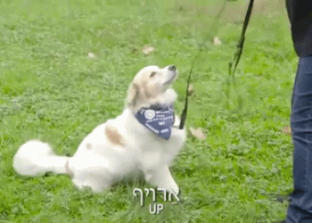 נובחים ביידיש: לאלף כלבים בשפה היהודית