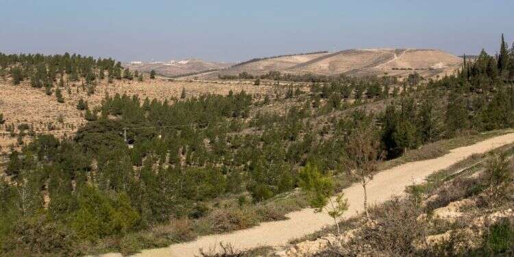 יער יתיר. צילום: שאטרסטוק צילום: שאטרסטוק