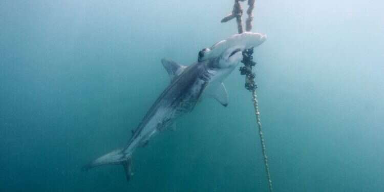 כריש פטיש. צילום: EPA צילום: EPA