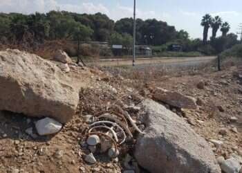 צילום: יאיר קראוס