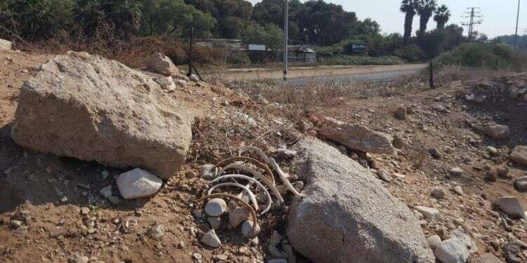 העצמות החשופות. צילום: יאיר קראוס צילום: יאיר קראוס