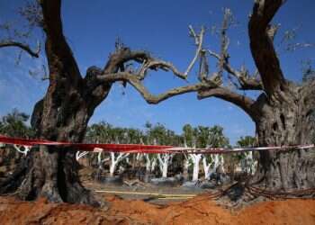 צילום: מרים צחי