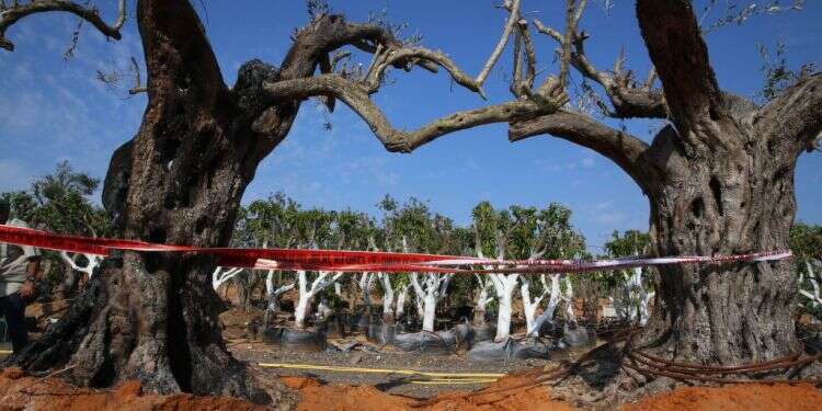 עצים שהוצתו בעוטף עזה בעקבות טרור העפיפונים. צילום: מרים צחי צילום: מרים צחי