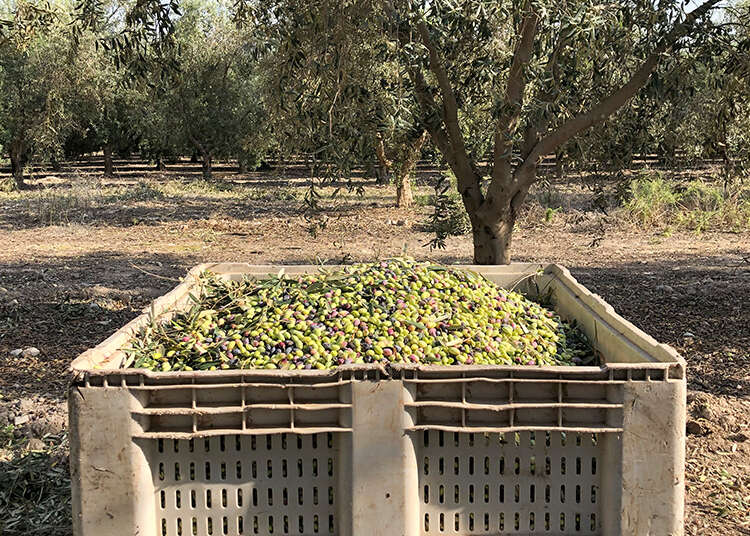 צילום: אפרת ליכטנשטט