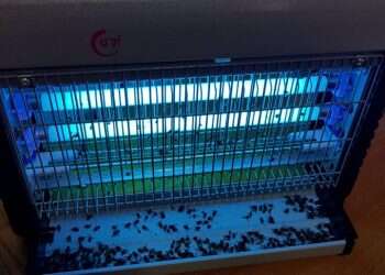 צילום: אורלי ג'רבי