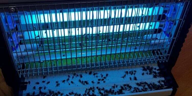 מכת הזבובים. צילום: אורלי ג'רבי צילום: אורלי ג'רבי