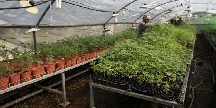 גידול קנביס. צילום: רויטרס צילום: רויטרס