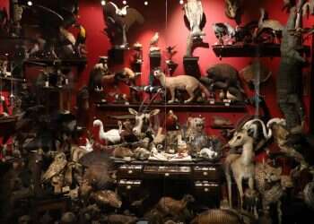 צילום: יעל (פרוינד) אברהם