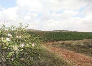 צילום: מרים צחי