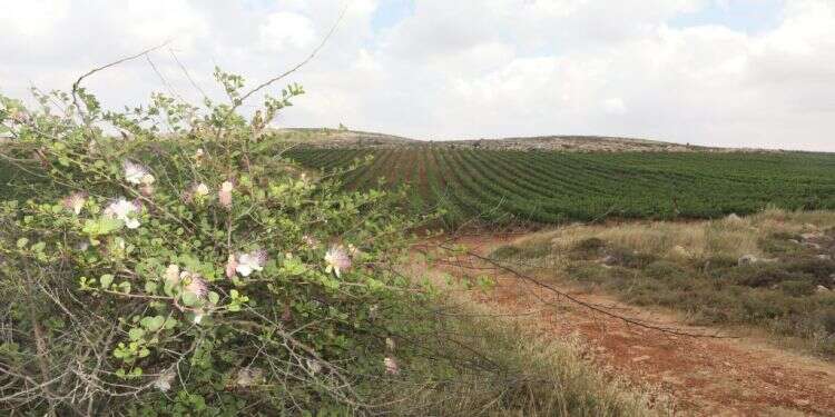 כרם בעמק שילה. צילום: מרים צחי צילום: מרים צחי