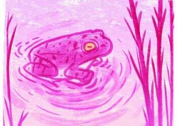 איור: מנחם הלברשטט