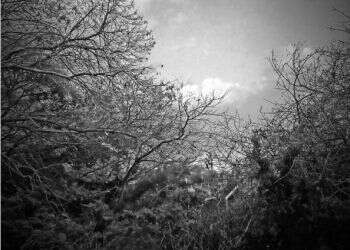 המפגש בין מורה לתלמיד כעיקר החסידות