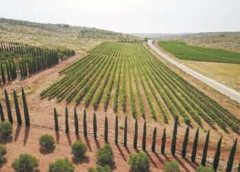 צילום: מרים צחי