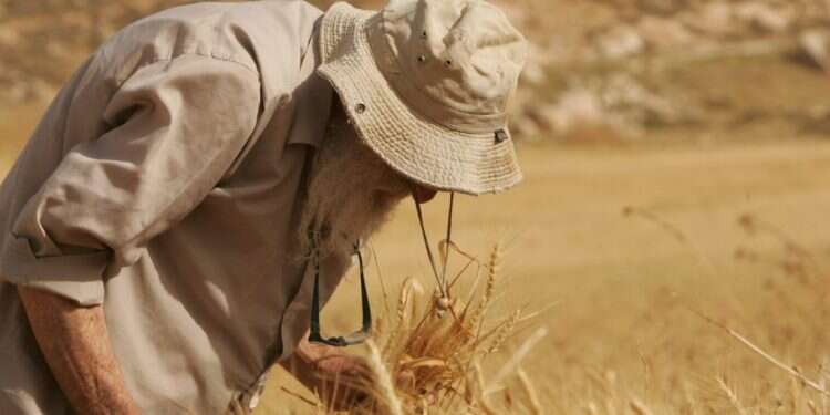 קציר חיטה. צילום: מרים צחי צילום: מרים צחי