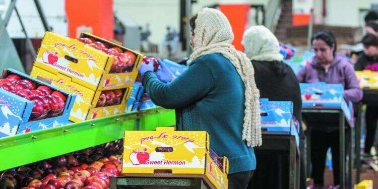 בית אריזה לתפוחים בגולן. צילום: אייל מרגולין - ג'יני צילום: אייל מרגולין - ג'יני