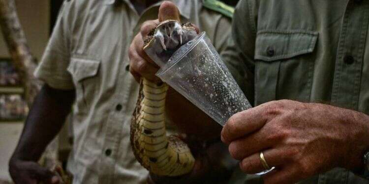 חליבת ארס נחש לצורך הפקת נסיוב בקניה. צילום: AFP צילום: AFP