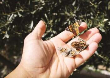 צילום: דוד כהן, פלאש 90