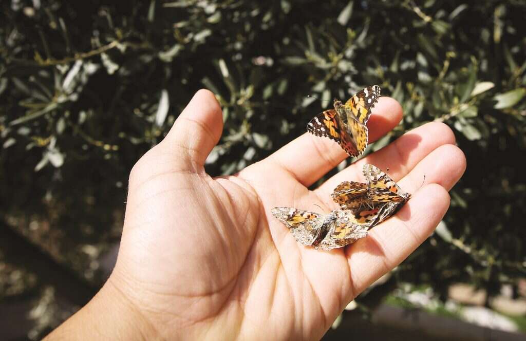 צילום: דוד כהן, פלאש 90