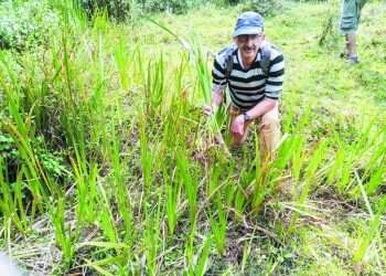 להודו בעקבות שמן המשחה