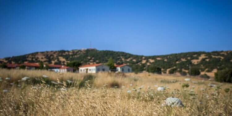 צילום: אנצ'ו גוש, ג'יני