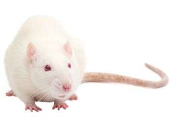 צילום: שאטרסטוק