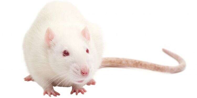 חולדה. צילום: שאטרסטוק צילום: שאטרסטוק