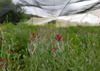 צילום: אפרת כהן