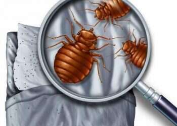 הדברה ירוקה: כל הפרטים שצריך לדעת