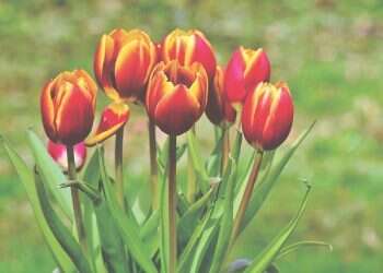 פרחים פרחים, כמה הם עולים?