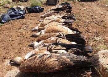 צילום: דודו פילס, רשות הטבע והגנים