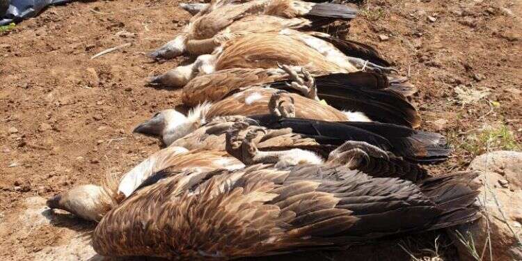 צילום: דודו פילס, רשות הטבע והגנים