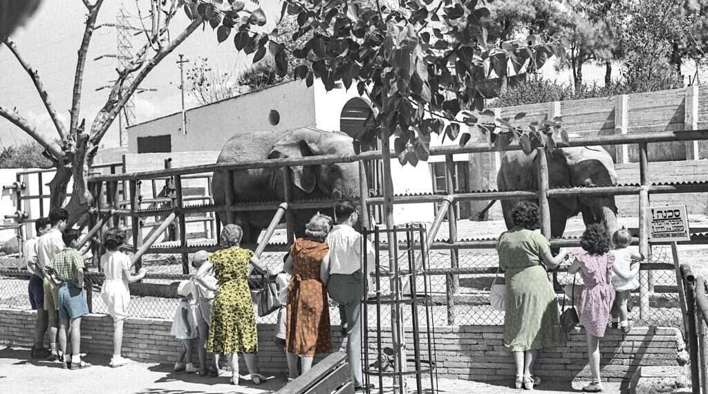 גן החיות בתל אביב, 1950. צילום: פריץ כהן, לע צילום: פריץ כהן, לע"מ