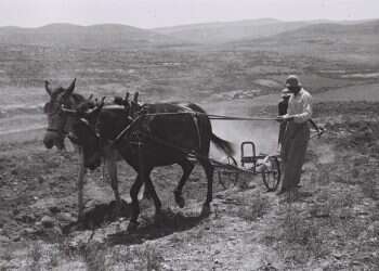 צילום: קלוגר זולטן, לע"מ