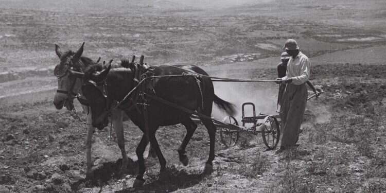 צילום: קלוגר זולטן, לע"מ