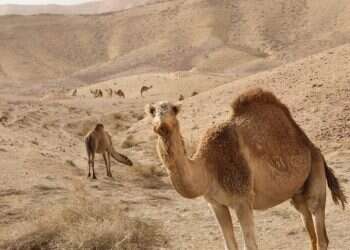 צילום: מרים צחי