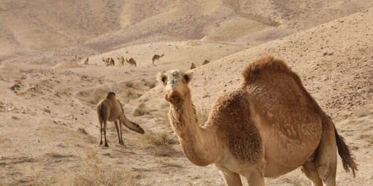 צילום: מרים צחי