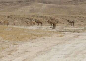 צילום: מרים צחי