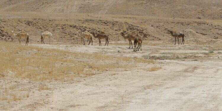 מדבר. צילום: מרים צחי צילום: מרים צחי